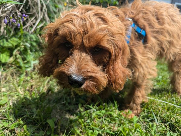 Curious brown dog with curly fur exploring grass.