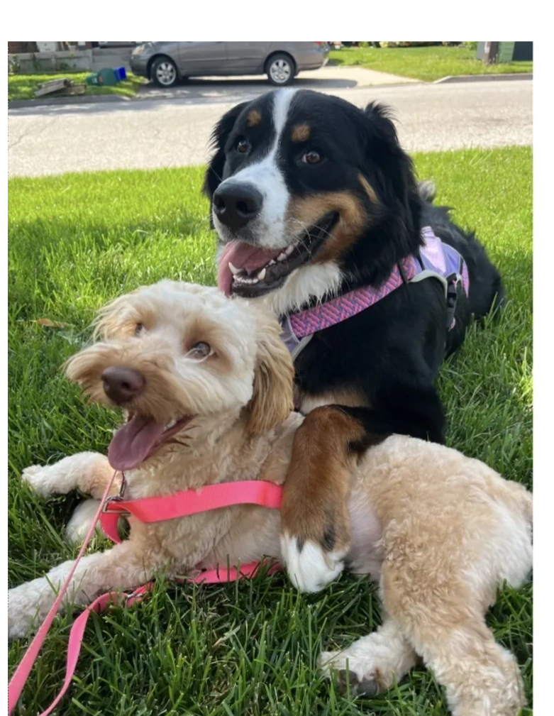 dog socialization, dog friends. group dog walks, pack walks, house call, cambridge, kitchener