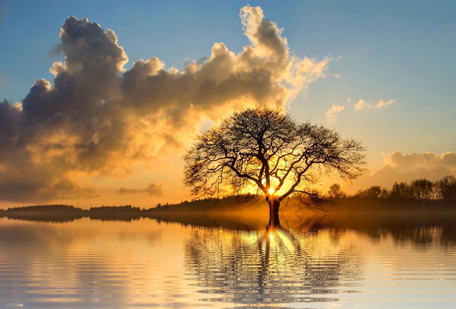 Sunlight shines through a solitary tree by a calm lake at sunset.