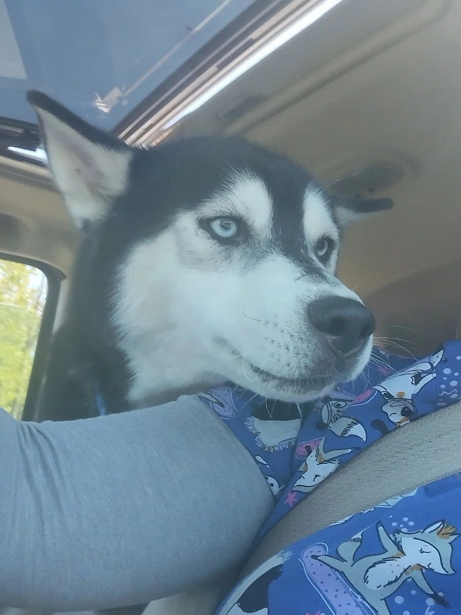 A Husky with striking blue eyes looks out from inside a car.