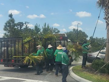 Landscapers trimming palm trees and loading fronds onto a truck.