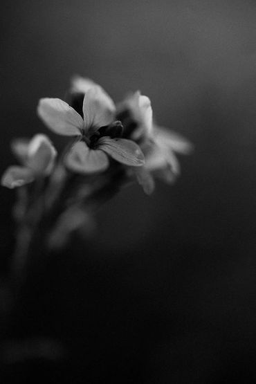 Wedding Photography Phillip Island