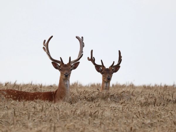 Two deer with antlers in a wheat field.