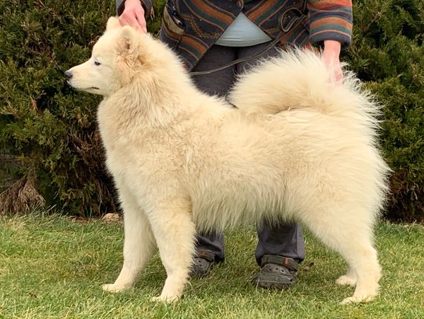 Snowybear’s Irish Cream 