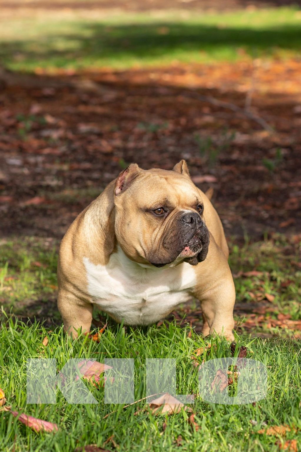 Upkehthuhgwaxm Home of snowball & big boy. https bullywebtv com gallery