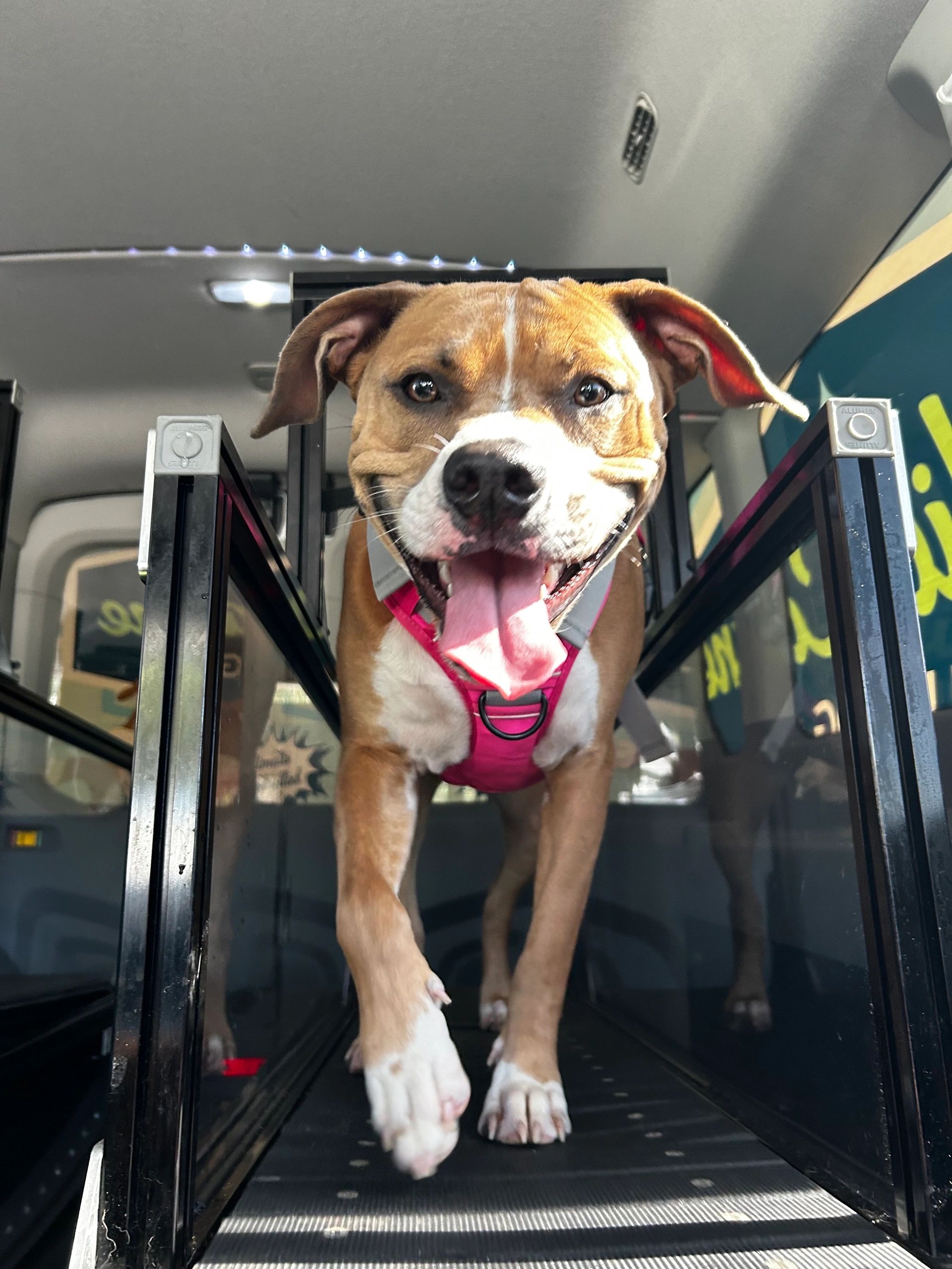 wall jog Uitlaten hond vaak advies beeztees