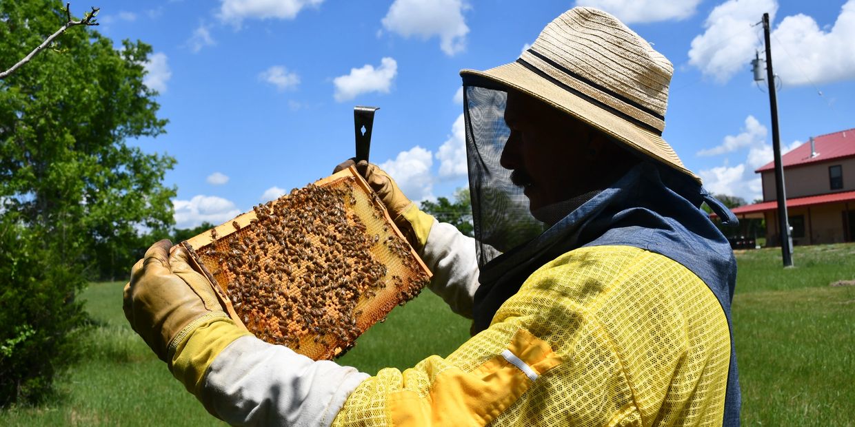 Inspecting a nice frame of honey bee brood from the nest!