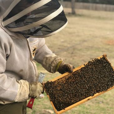 Beekeeping Workshop