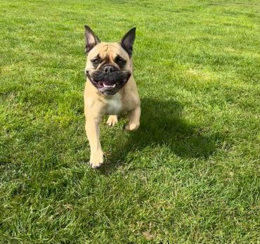 A happy dog running on green grass.