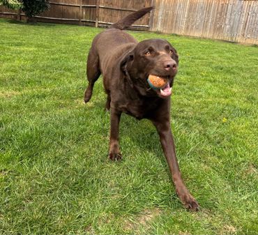 Chocolate Labrador retrieving a ball in a backyard.