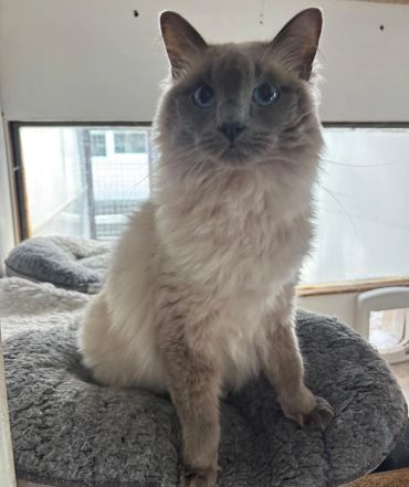 Fluffy light-colored cat with blue eyes sitting on a gray cushion.