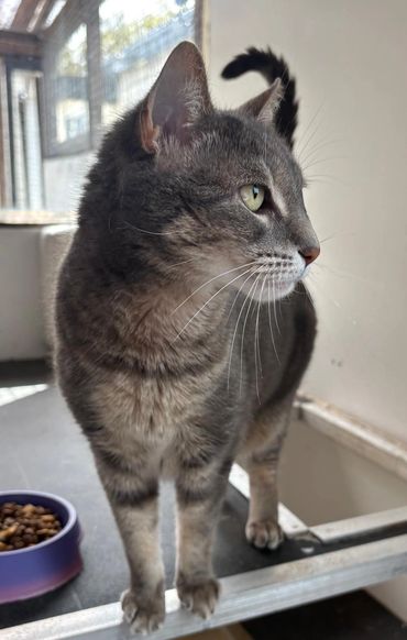 Gray tabby cat standing near a food bowl, looking to the side.