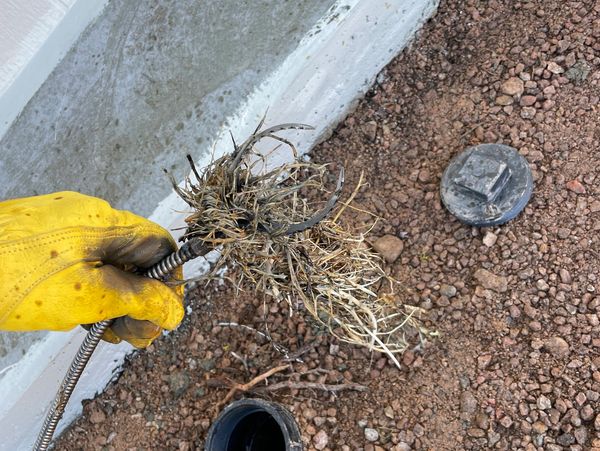 Sewer cleaning pulled back roots from sewer line