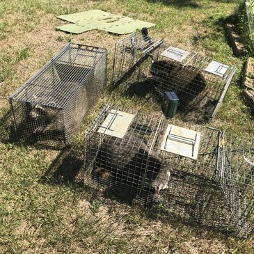 Raccoons removed from Old Saybrook CT