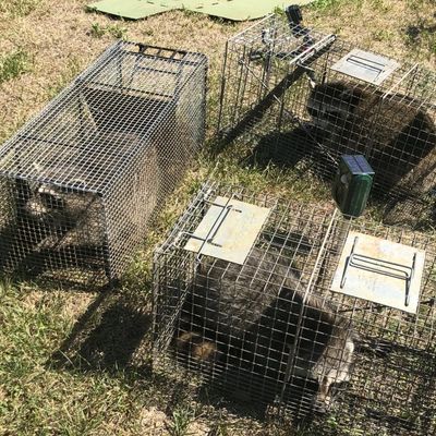 three raccoons caught in traps in connecticut