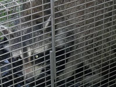 Raccoon trapping and removal in Durham CT