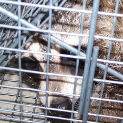 raccoon removal, raccoon trapping Old Saybrook