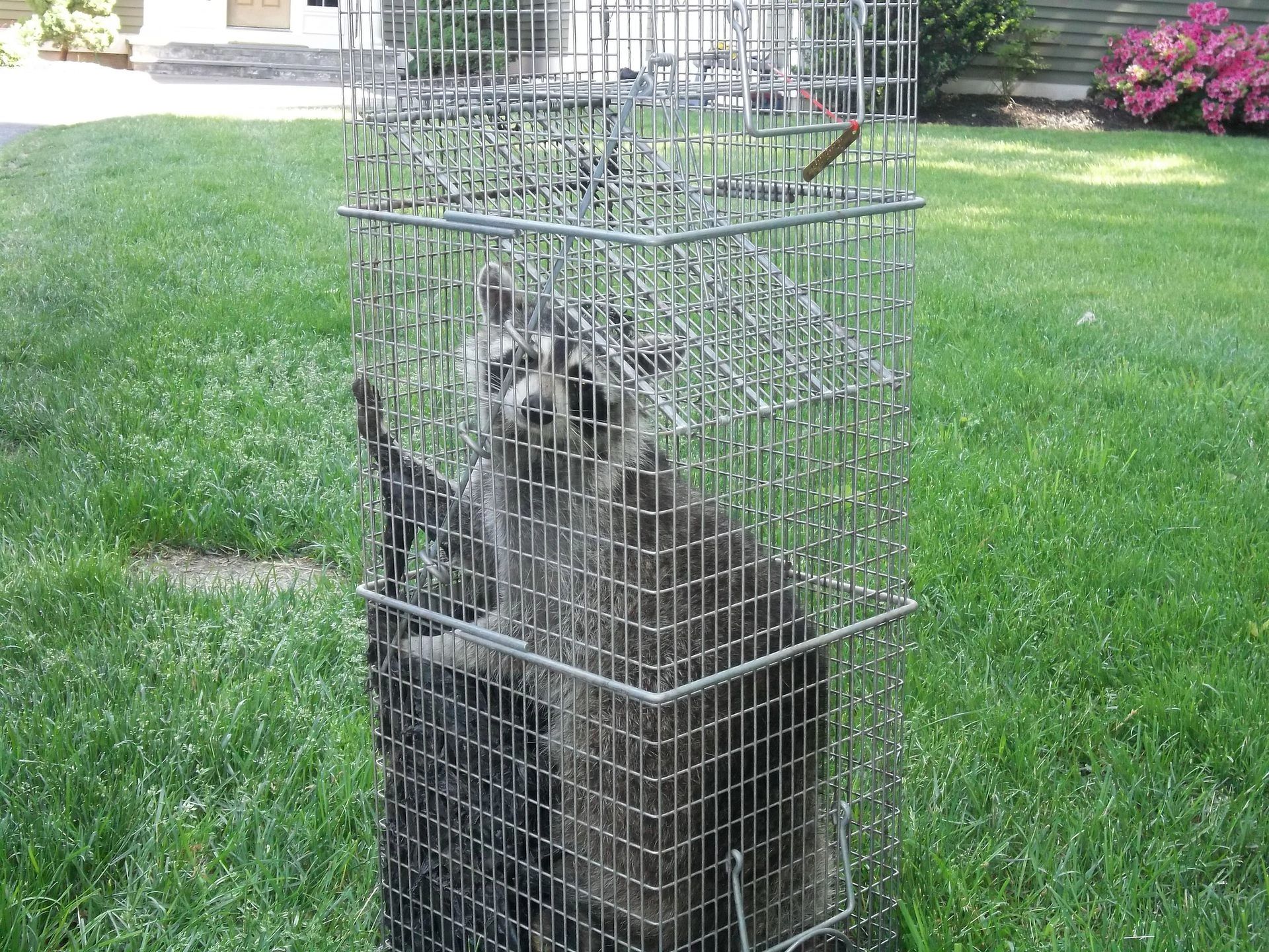 Raccoon Trapped in Chester CT