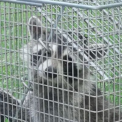 Raccoon removed from Old Lyme Connecticut