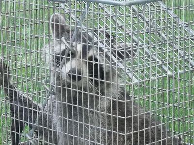 Clinton CT raccoon trapping and raccoon removal