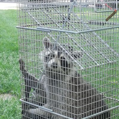 Raccoon removed from East Lyme Connecticut home