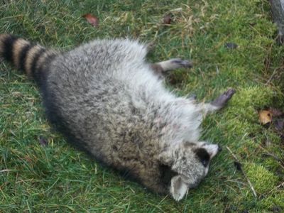 Rabid Raccoon removed from Old Lyme CT
