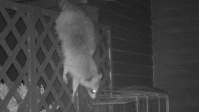 East Hampton CT Raccoon removal. Raccoon trapping