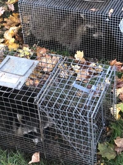 Raccoons removed from a barn in Cromwell CT
