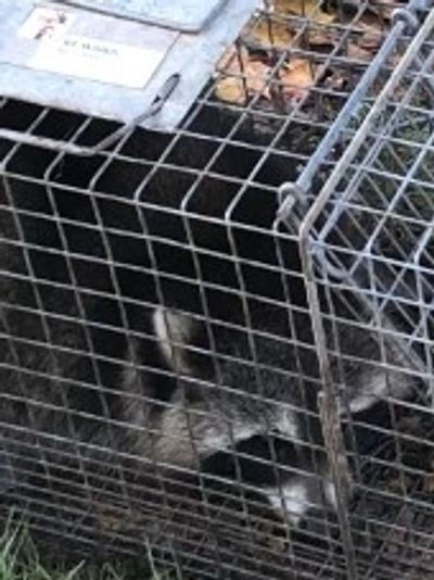 Raccoons removed from a home in Westbrook CT