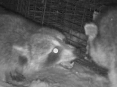 Raccoons fighting at a raccoon removal job in Guilford CT