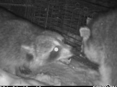 Raccoons fighting at a raccoon removal job in Meriden CT