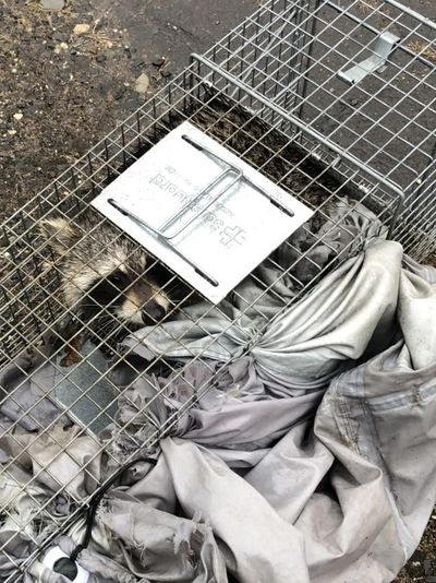 Raccoon trapping service Deep River CT