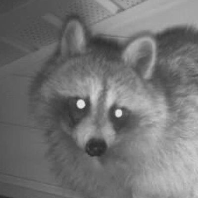 Raccoon coming out of attic vent in North Haven CT