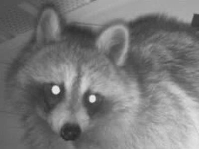 Raccoon coming out of attic vent in Branford CT