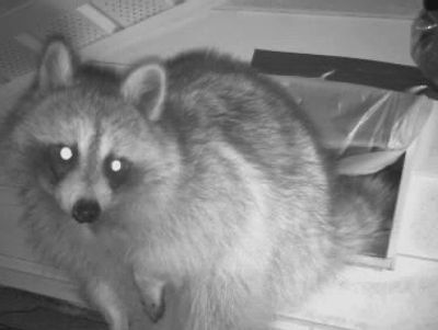 Raccoon coming out of attic vent in Madison CT Near Lenny and Joes