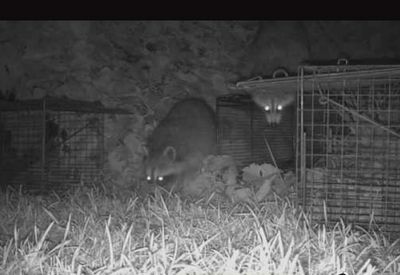 Middlefield CT raccoon removal. Two raccoons trapped in Connecticut
