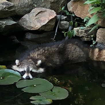 Sick Raccoon removed from Old Lyme CT