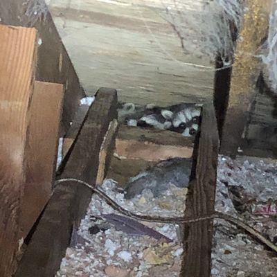 raccoon removal when they have young