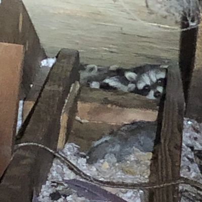 Raccoons in Colchester attic