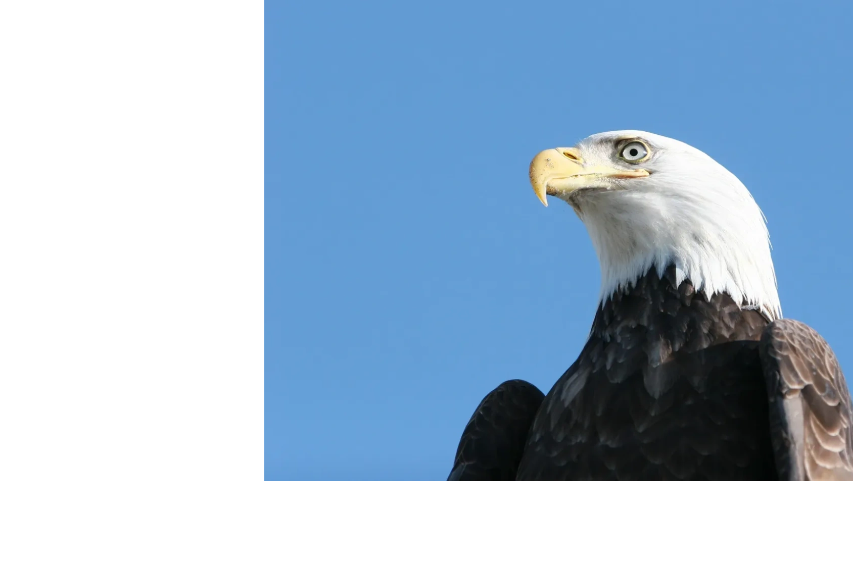 Soar Like An Eagle Ministries &New Salem Church