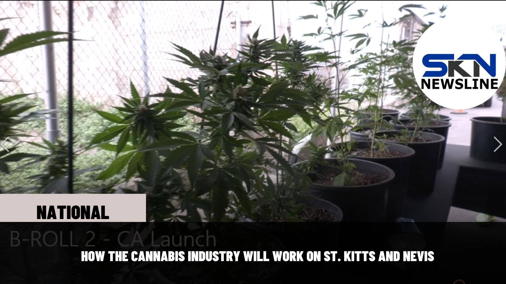 HOW THE CANNABIS INDUSTRY WILL WORK ON ST. KITTS AND NEVIS