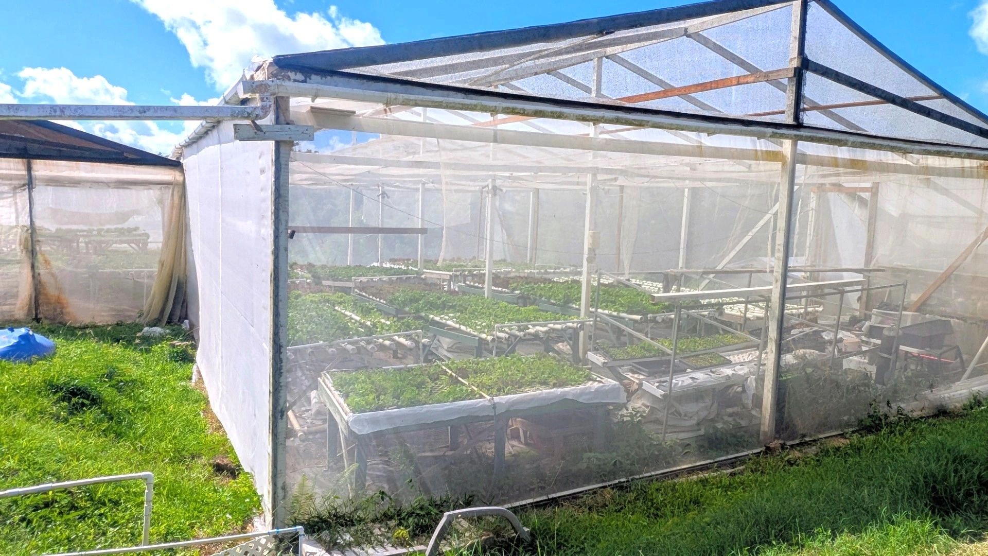 NEVIS AGRICULTURE SEES MAJOR GAINS IN 2025