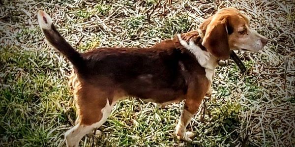 rabbit hunting jump dog. red and white weir creek beagles for sale.  Puppies and started beagles
