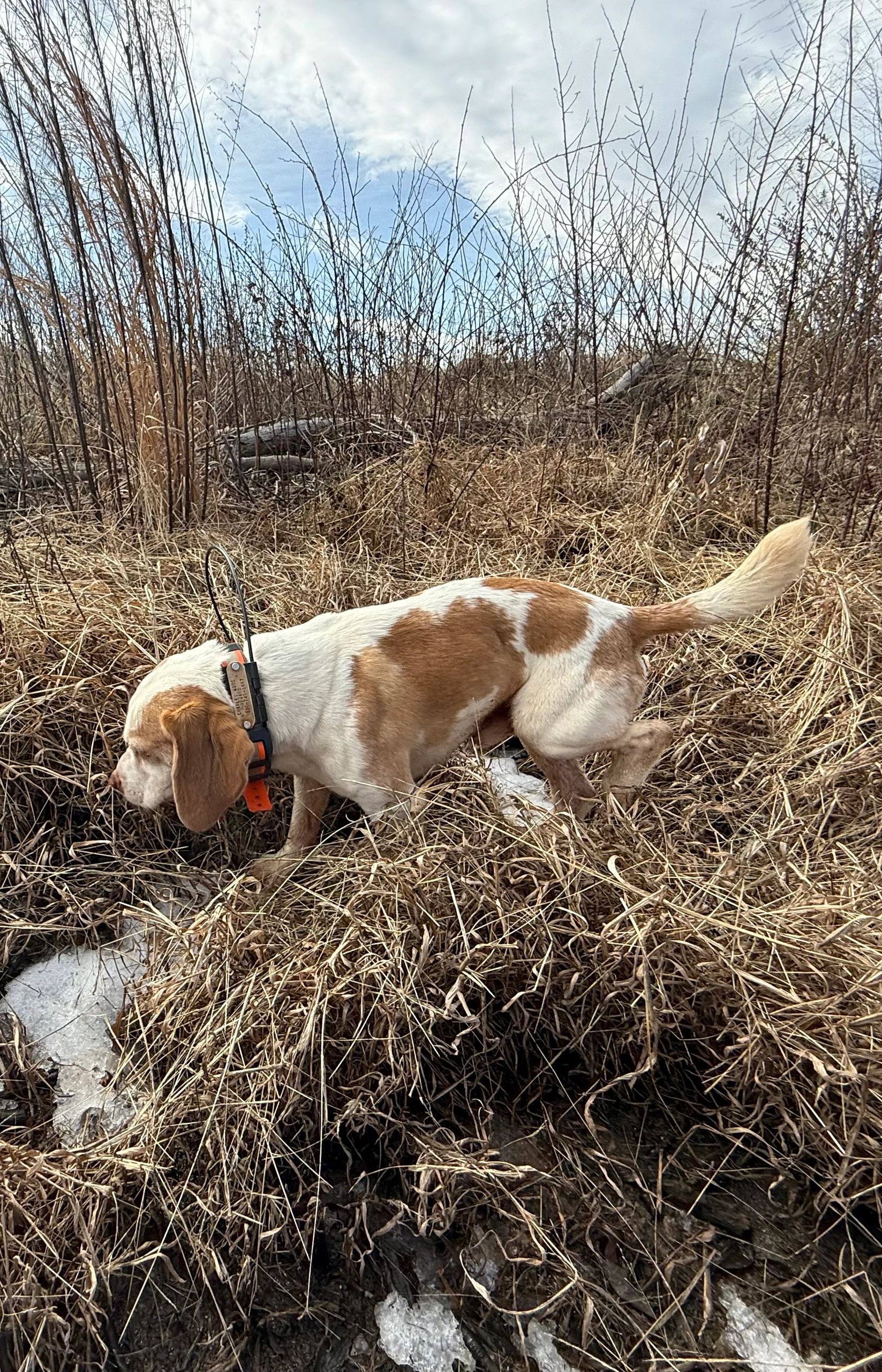 Hunting Rabbit Inside Out Essential Gear for Rabbit Hunting