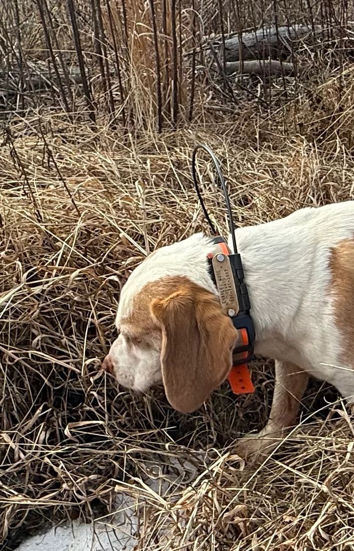 Rabbit huning weir creek beagles for sale