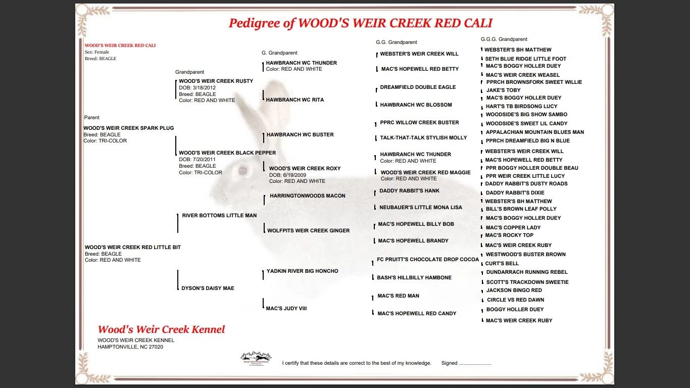weir creek beagles red cali pedigree