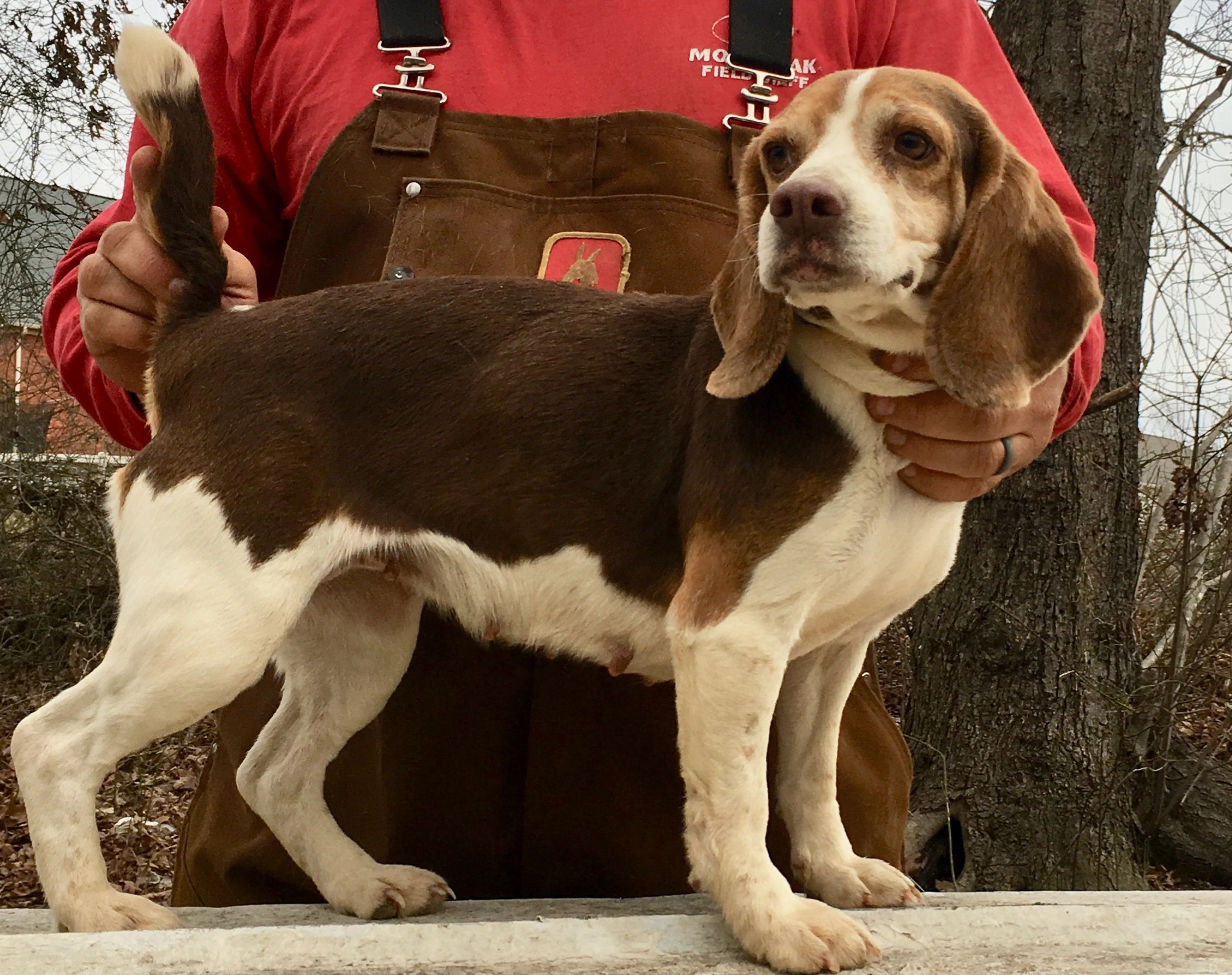 Wood's Weir Creek Beagles Fly Honey