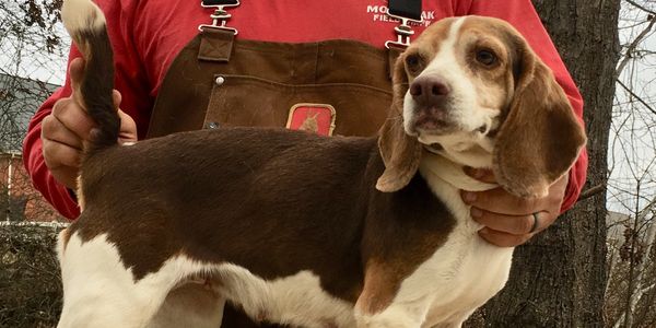 Weir Creek Beagles for Sale near me  Wood's Weir creek fly honey
Puppies and rabbit dogs for sale