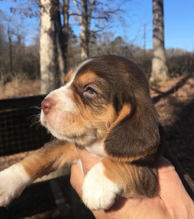Beagle beagle puppy for sale.  Registered weir creek rabbit hunting beagles.