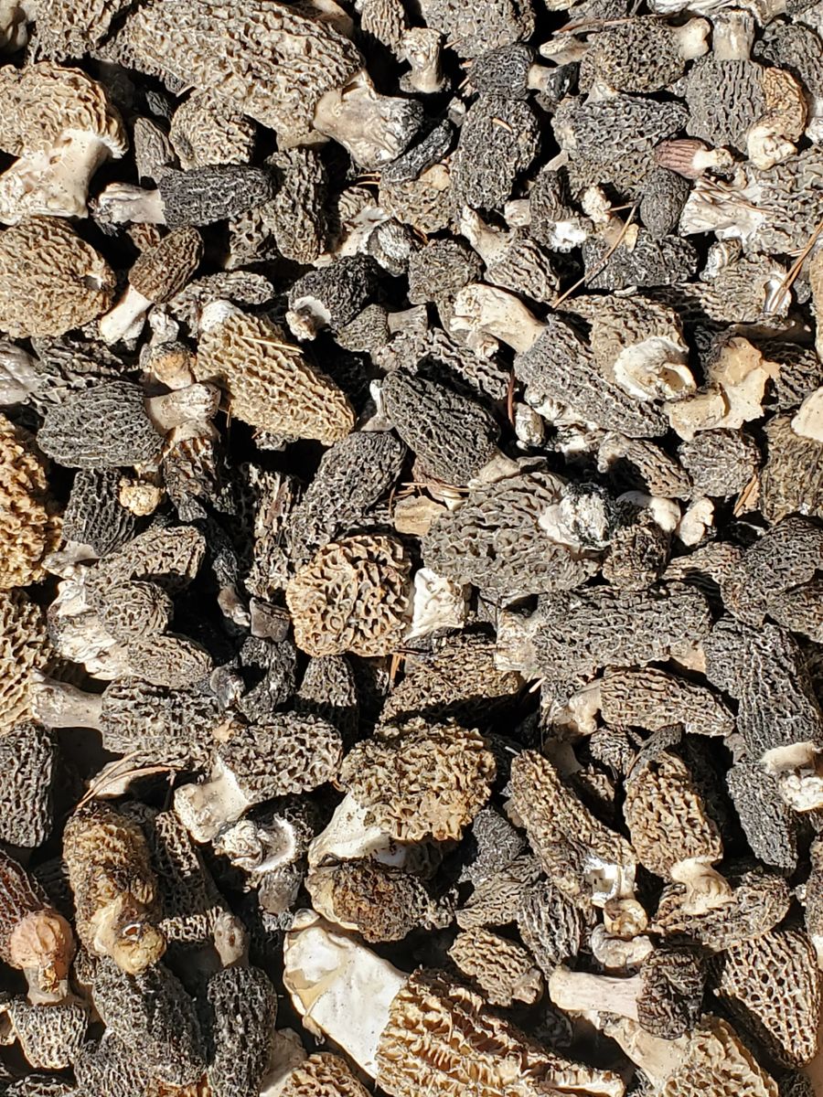 1 oz Dehydrated 2022 Burn Morels mixed species